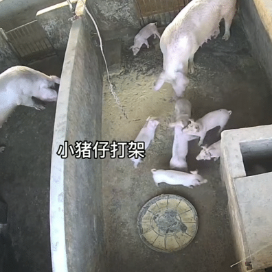 小猪打架被猪妈妈一秒制服:当场甩飞!网友:真是不惯着啊