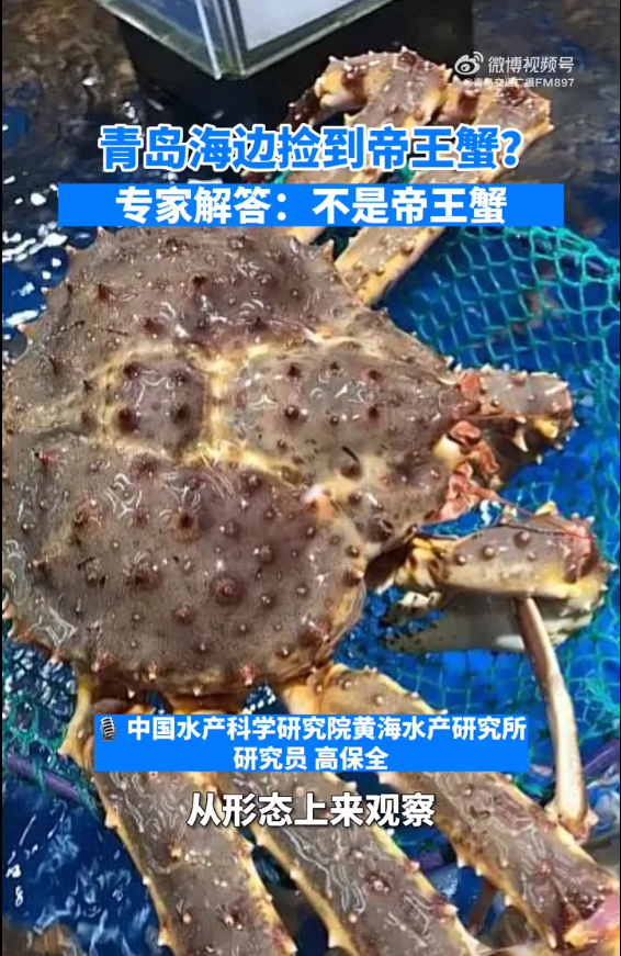 啥？青岛海边能捡到帝王蟹引围观 网友称赚大 专家解答：不是帝王蟹