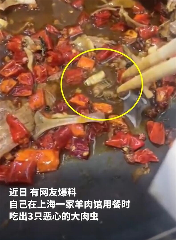 网友曝羊肉锅里吃出3条大肉虫 老板竟称是名贵“中药材”羊角虫