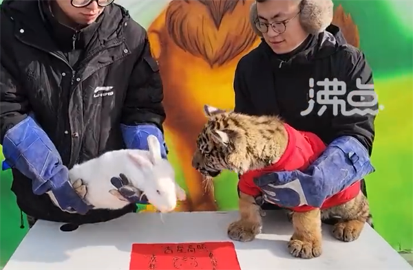 野性觉醒！动物园办虎兔交接仪式：兔子差点成“盘中餐”