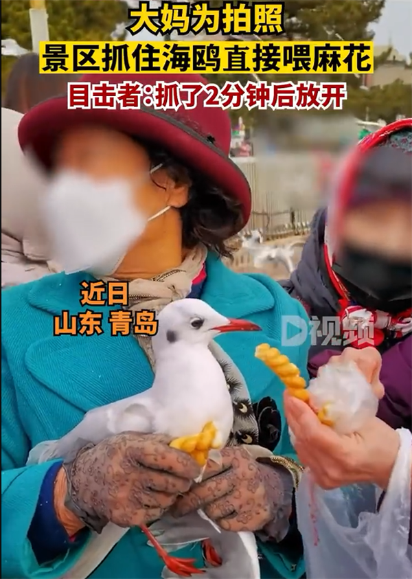 大妈为拍照景区抓住海鸥喂麻花:遭网友谴责不文明