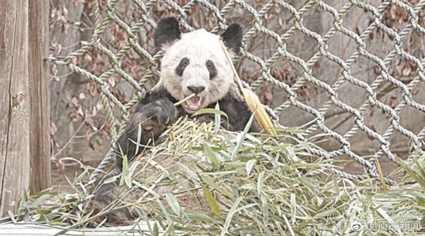 民族品牌蜂花将认养大熊猫丫丫 官方回应属实：加快与美国办理手续