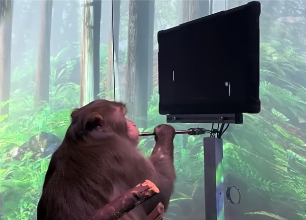 嫌手下员工做事慢 马斯克：我恨不得在你们脑袋上绑炸弹